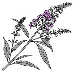 black and white buddleja x weyeriana