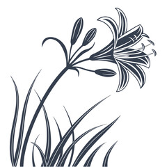 black and white brodiaea bulb