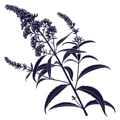 black and white buddleja x weyeriana