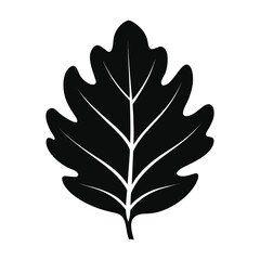Obraz premium Black oak leaf silhouette isolated on white background