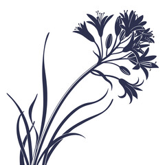 black and white brodiaea bulb