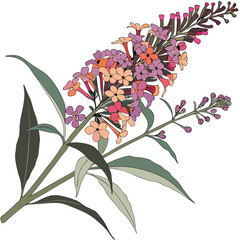 buddleja x weyeriana with leaves