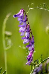 Purple Vetch Blooms: Nature's Delicate Cascade.