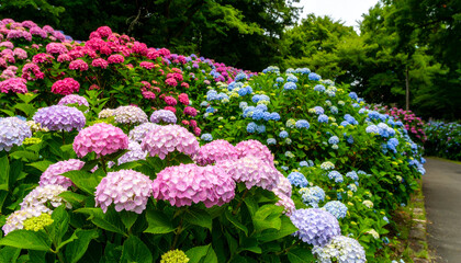 Vibrant Sea of Hydrangeas: A Colorful Hillside of Pink and Blue Blooms