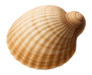 Close-up of a spiral seashell featuring a textured, ribbed surface and natural brown tones, ideal for concepts of marine life, nature, and coastal decor.