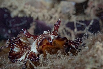 Flatworm Discodoris, Dorid Nudibranch (Discodoris boholiensis)