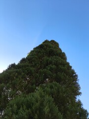 pine tree in the sky