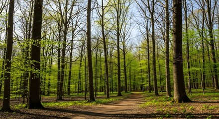 trees in the forest