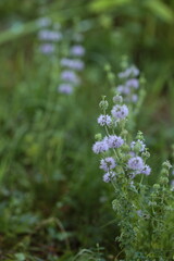 ペニーロイヤルミント