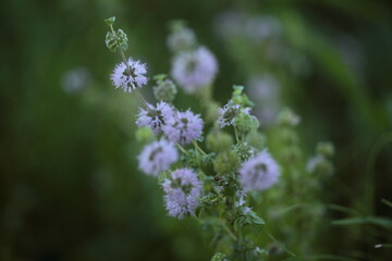 ペニーロイヤルミント