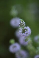 ペニーロイヤルミント