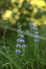 ペニーロイヤルミント