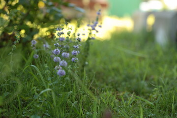 ペニーロイヤルミント