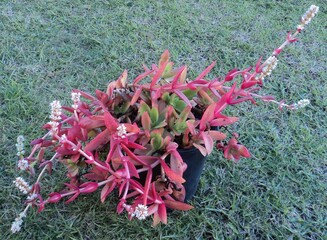 Crassula 'Campfire' mature succulent plant