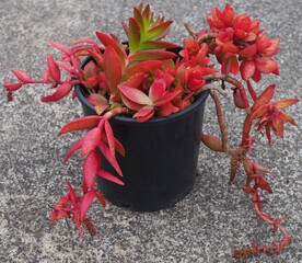 Crassula 'Campfire' mature succulent plant
