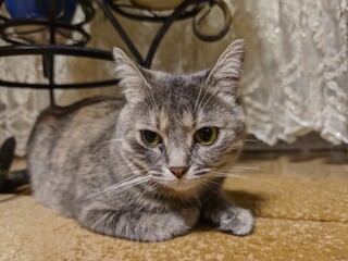Tabby Cat with Green Eyes Resting Indoors on Carpet, Looking at the Camera