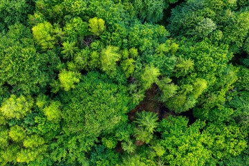 Foresta di faggio e pini