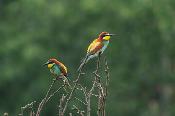 bienenfresser, green, wild, bunt, blau, eater, eisvogel, roller, farbe, ast