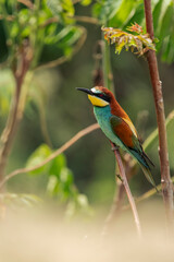 bird, bienenfresser, bees, wild lebende tiere,