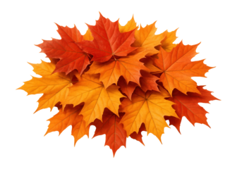 A collection of vibrant red, orange, and yellow autumn maple leaves arranged in a visually pleasing composition on a white background, showcasing fall foliage.
