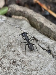 Black carpenter ant on concrete surface, macro shot showing intricate details