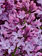 Lilac Blossoms in Bloom, a Close-Up of Delicate Purple Flowers and Buds