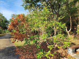 A peaceful pathway surrounded by vibrant green plants and colorful trees, offering tranquility in a...