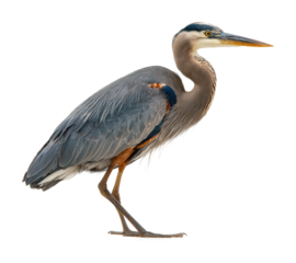 Elegant great blue heron in wildlife nature view isolated on transparent background