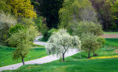 Flowering tree at a winding country road