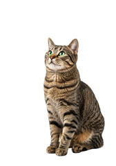 Adorable brown striped tabby cat with bright emerald eyes, perfectly groomed, sitting poised and looking up on a seamless transparent background with abundant copy space, concept for pet product