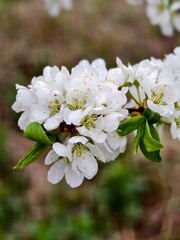 White cherry blossoms blooming on a branch, showcasing spring's beauty and renewal