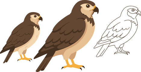 Three realistic illustrations of a raptor bird a hawk or falcon showing a detailed colored version and a line drawing