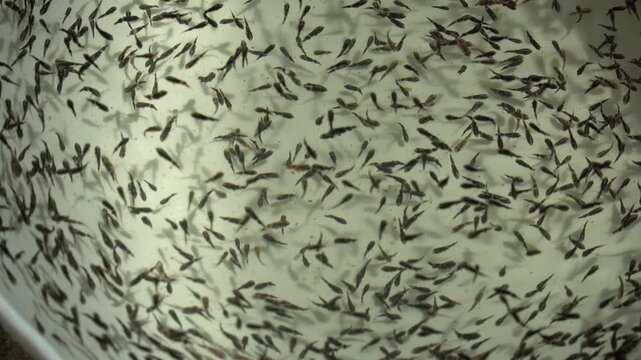 barramundi fish seeds in the cultivation pond / hatchery
