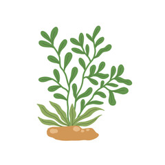 Sea plants underwater. Marine algae and seaweed, green leaves, tropical branches hand drawn vector illustration