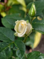 Pale yellow rose with a green bud surrounded by leaves in a natural setting