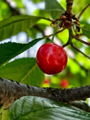 Fresh red cherry hanging on a tree branch with green leaves in summer