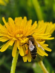 Honeybee collecting pollen from a bright yellow dandelion flower in a meadow