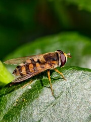 Hoverfly resting on a green leaf in a garden, macro shot of a Syrphidae