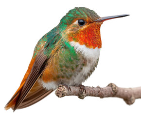 Vibrant hummingbird feeding on nectar tropical forest wildlife nature beauty isolated on transparent background