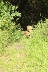 A charming scene of a dog exploring lush green grass in a peaceful countryside setting. The soft natural light highlights the texture of the foliage and the dog’s fur, creat