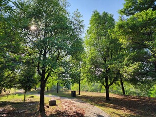 A serene outdoor park featuring lush green trees, sunlight filtering through foliage, and a paved...