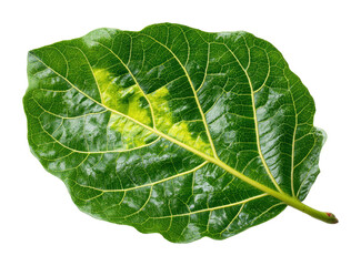 Obraz premium Vibrant green leaf natural botanical nature concept isolated on transparent background