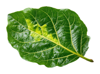 Vibrant green leaf natural botanical nature concept isolated on transparent background