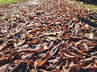 Autumn leaves scattered across a forest path with sunlight creating warm tones and shadows, evoking...