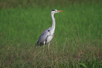 獲物を狙うアオサギ