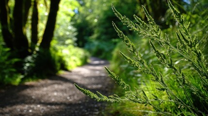 Obraz premium Lush green plants line a forest path