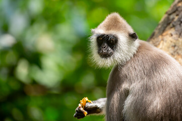 Gray hanuman langurs on a tree. Monkeys in the wild in the jungles of Sri Lanka. Troop of monkeys...