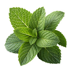 Fresh green mint leaves isolated on transparent background, perfect for culinary and herbal uses
