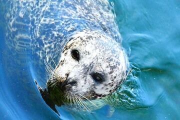 The ringed seal (Pusa hispida) - a small earless seal characterized by a distinctive patterning of dark spots surrounded by light gray rings, found in Arctic and sub-Arctic regions