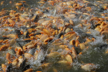 Colorful Koi and Goldfish Swimming and Eating Food in the pond